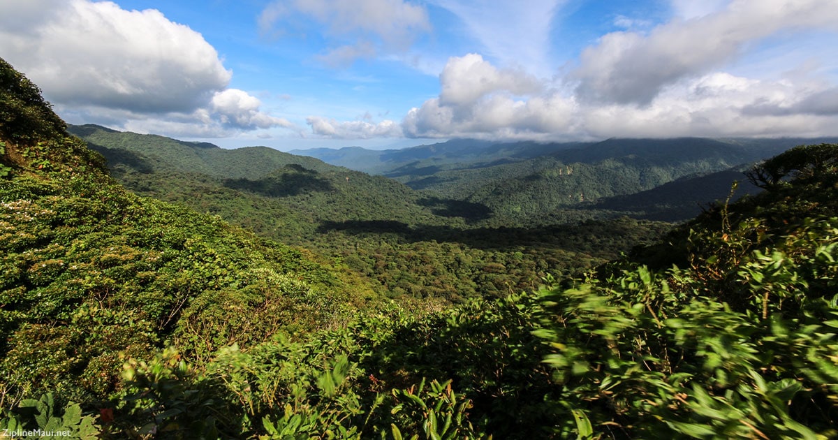 Maui Zipline History Zipline Maui